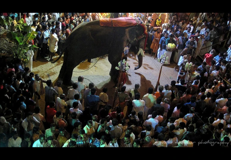 a large elephant is in a crowded area