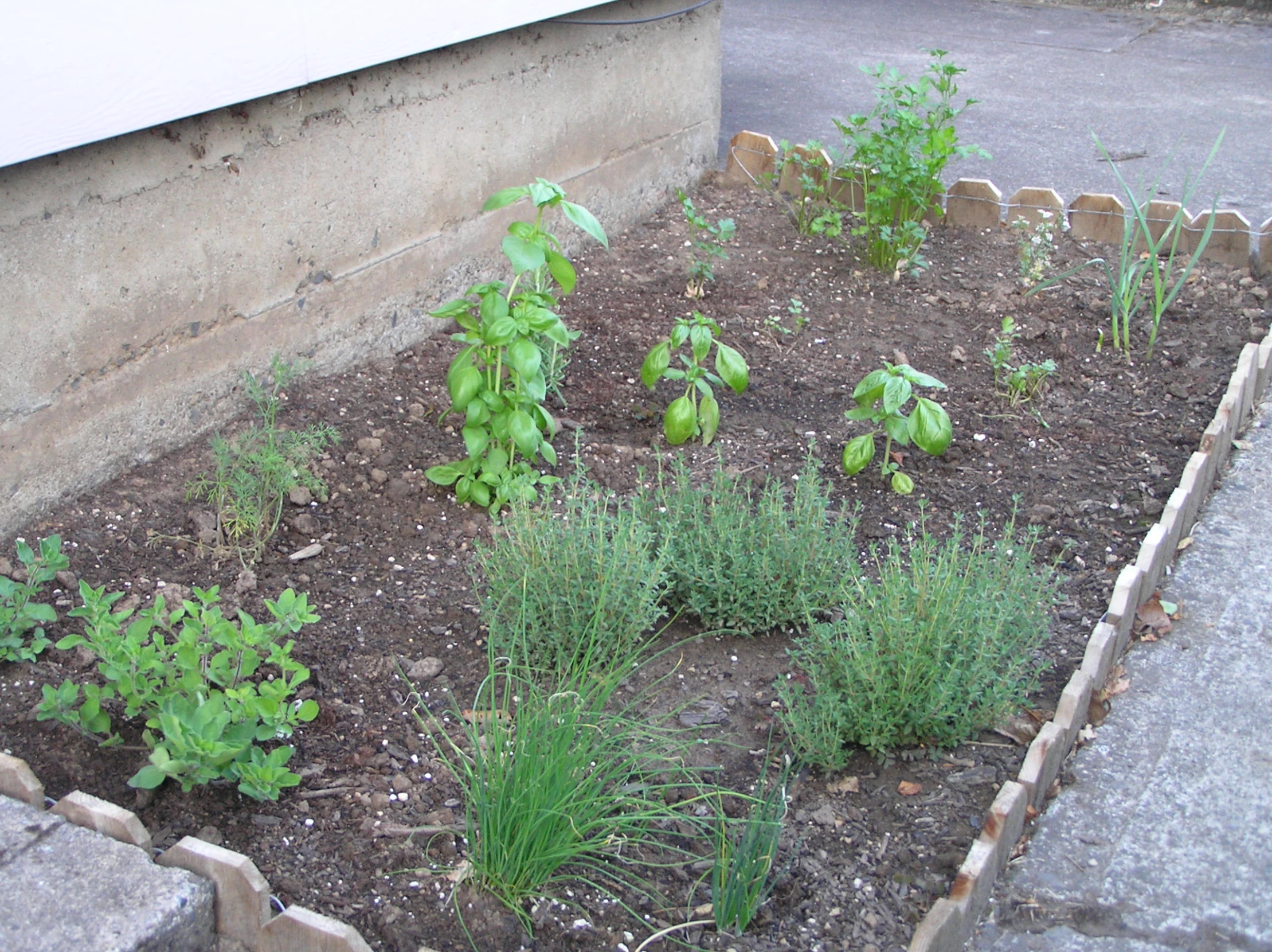 various plants grow in an unkempt vegetable garden