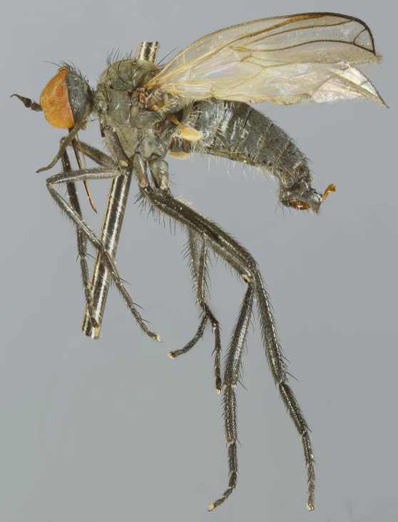 a mosquito with two legs and a tail