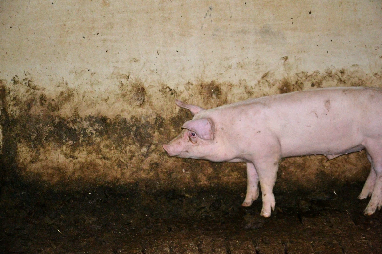 a pig in a barn on dark ground