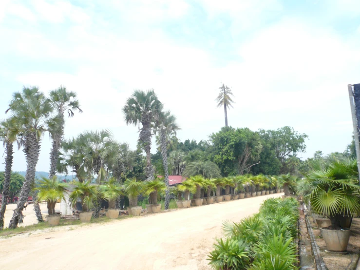 an image of a dirt road with palm trees