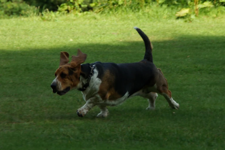 a dog that is walking in the grass