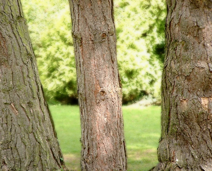 some trees that are in the grass and one is looking to its right