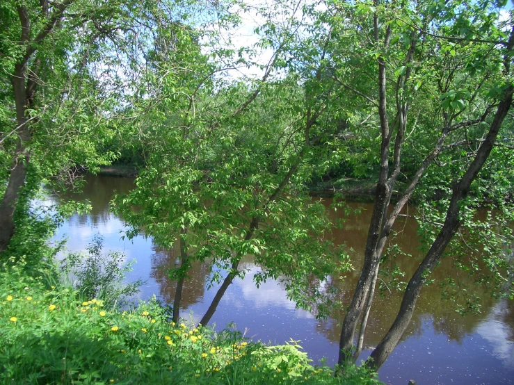 the trees are full of leaves by the river