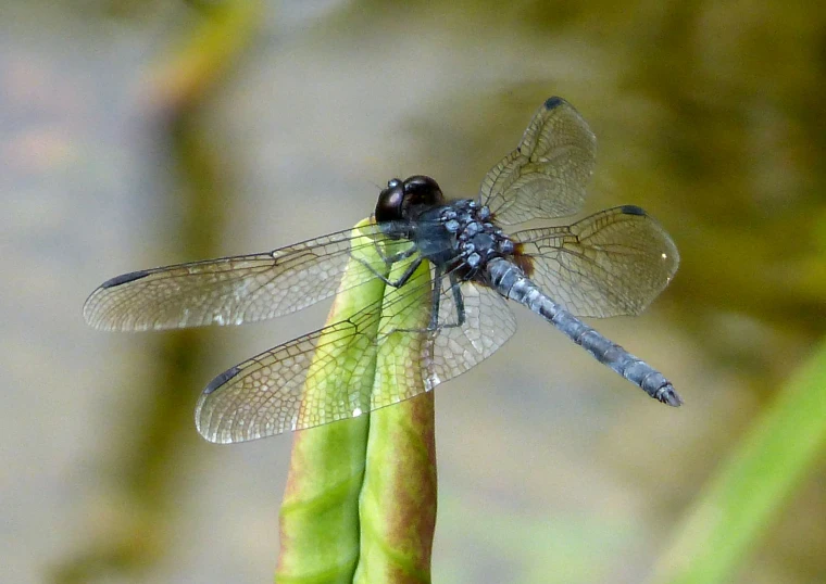 a blue dragon flys over a plant