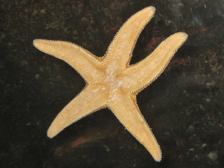 a yellow starfish sits on a black surface
