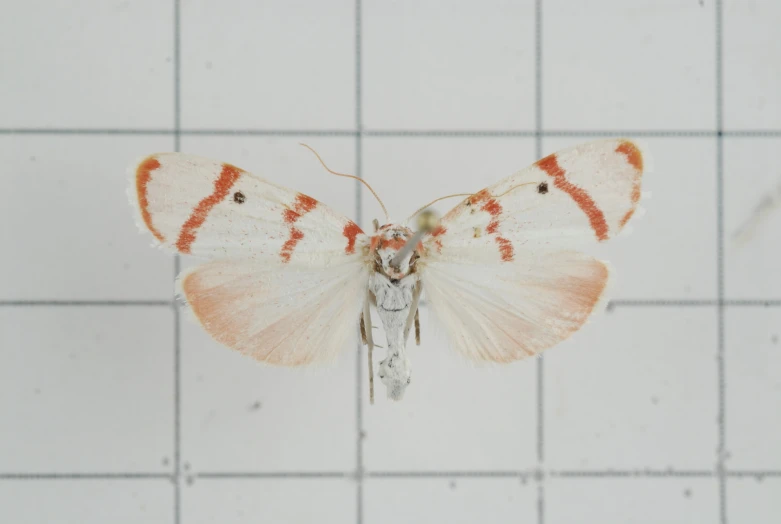 an orange and white erfly on a tile floor