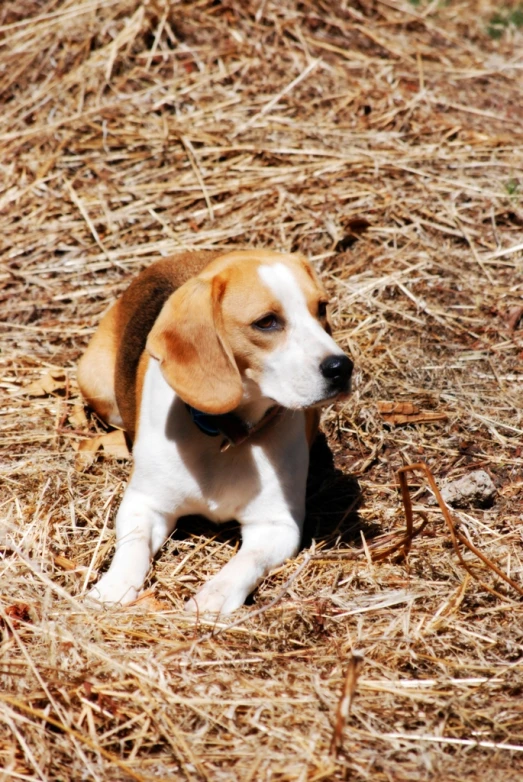 a small beagle puppy is sitting in the straw