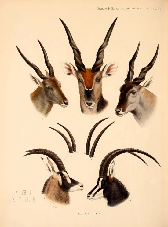 four horned deer and three deer with horns