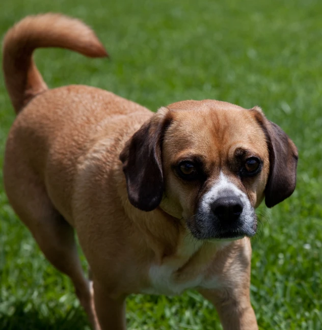 the small dog has large brown eyes and ears