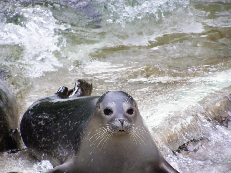 a seal and another animal in the water