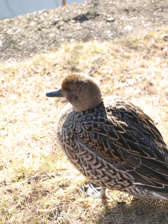 a duck is standing on a sunny patch of grass