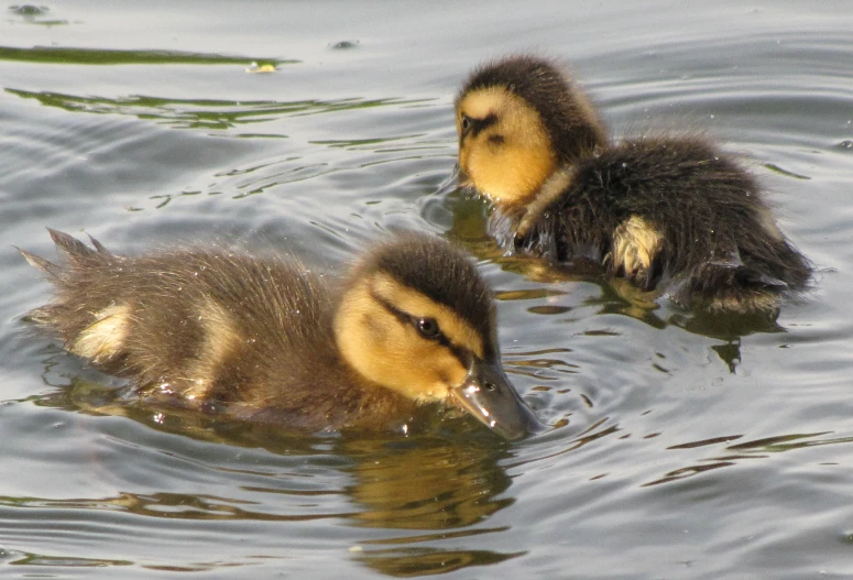 two small ducks swimming together on top of the water