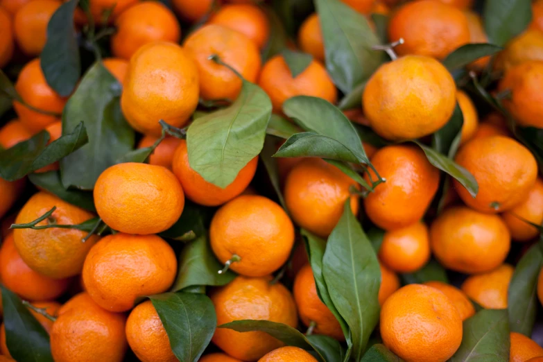 close up view of an orange tree filled with oranges