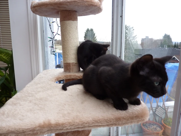 two cats sit in the top of the cat tree