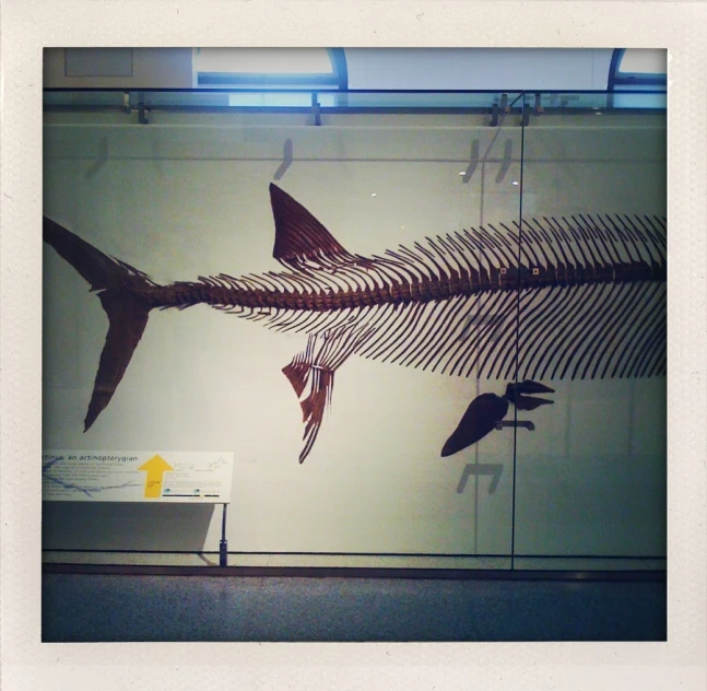 museum displays featuring fossil fish in display case