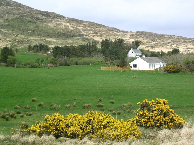 a large field with a white house surrounded by bushes