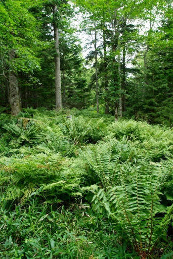 ferns in the foreground and pine trees in the background
