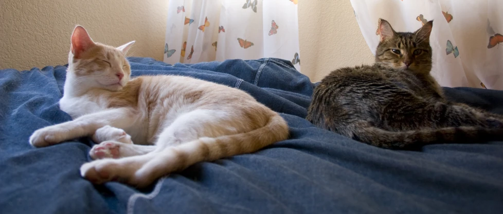 two cats are laying next to each other on the bed