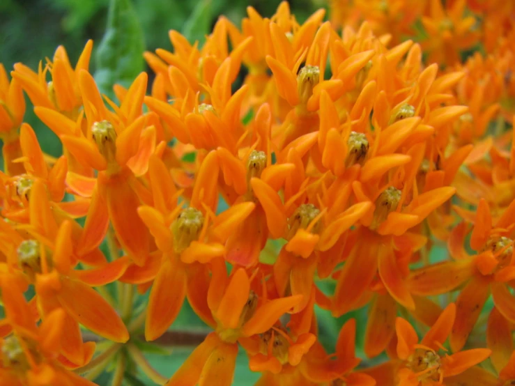 an orange flower with many different small flowers growing out of it