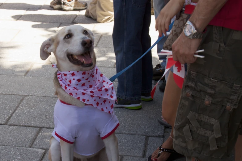 a dog with its bandana in its mouth next to several people