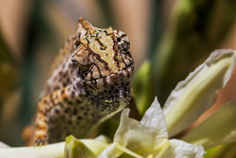 a small lizard is resting on a flower