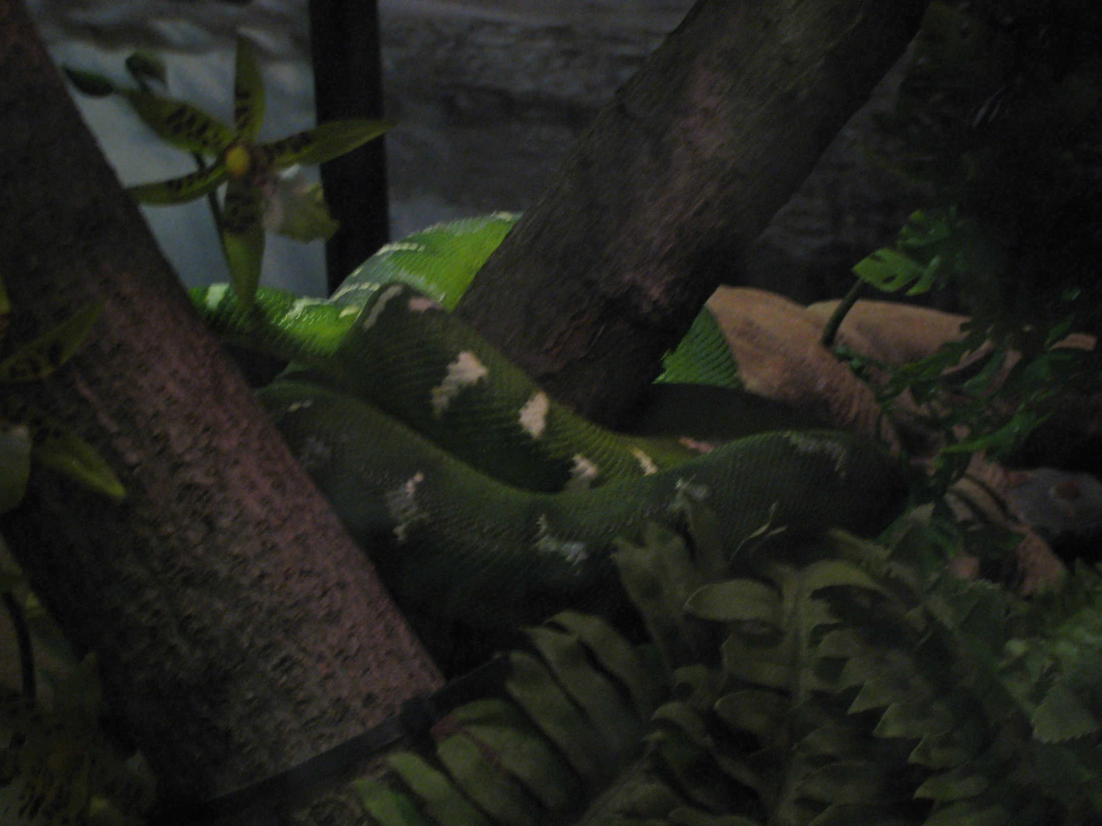 a very large snake on a tree outside