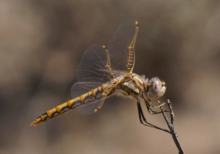 a small yellow and brown dragonfly resting on a stick