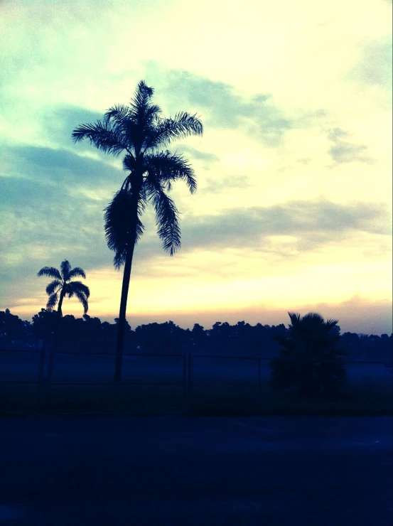 palm trees are silhouetted against a pink and purple sky