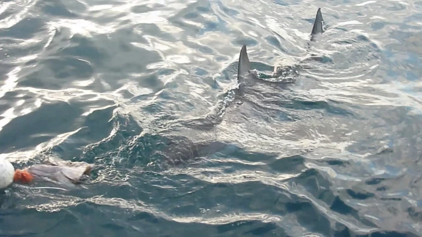 two shark sharks swim close to one another in the ocean