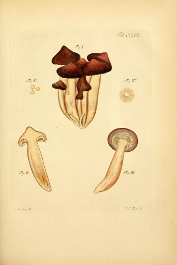 an antique lithop of several mushrooms