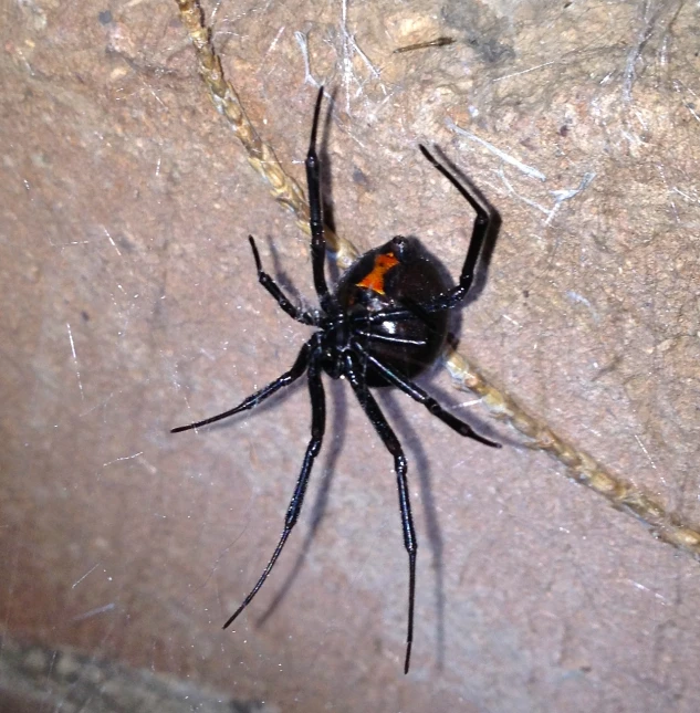 a black spider sitting on top of some stone