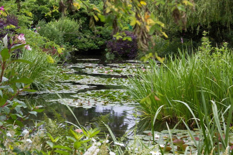 the plants and trees are in the garden near the water