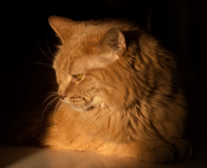 a close - up of a fluffy cat sitting in the darkness