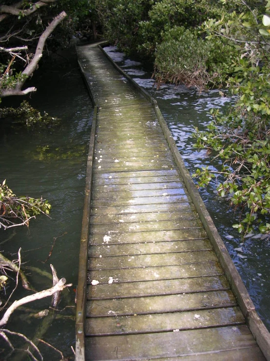 a dock built into a creek in the woods