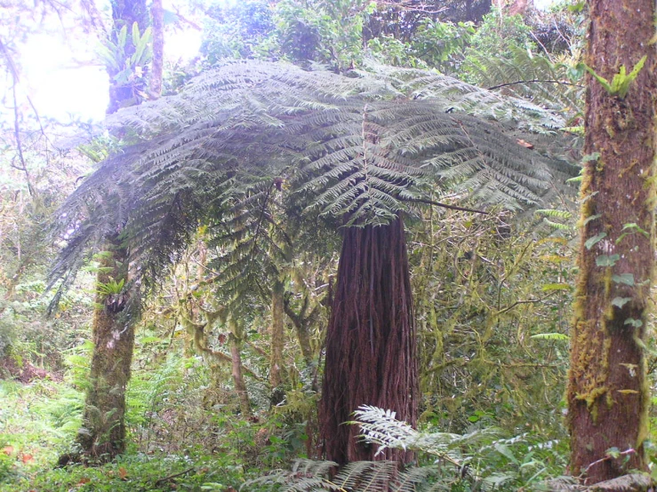 a very tall tree surrounded by tall green trees