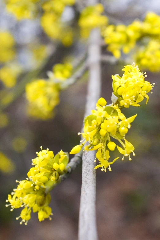 the flowers of a flowering tree are very delicate