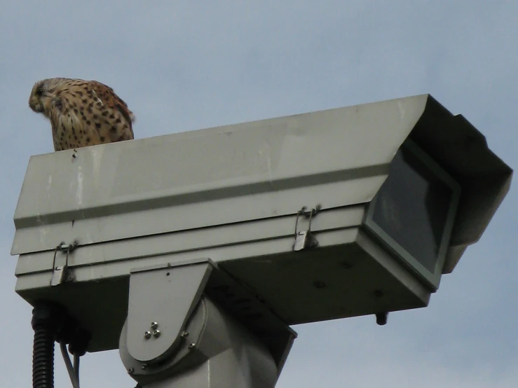 a hawk perches atop the electronic camera