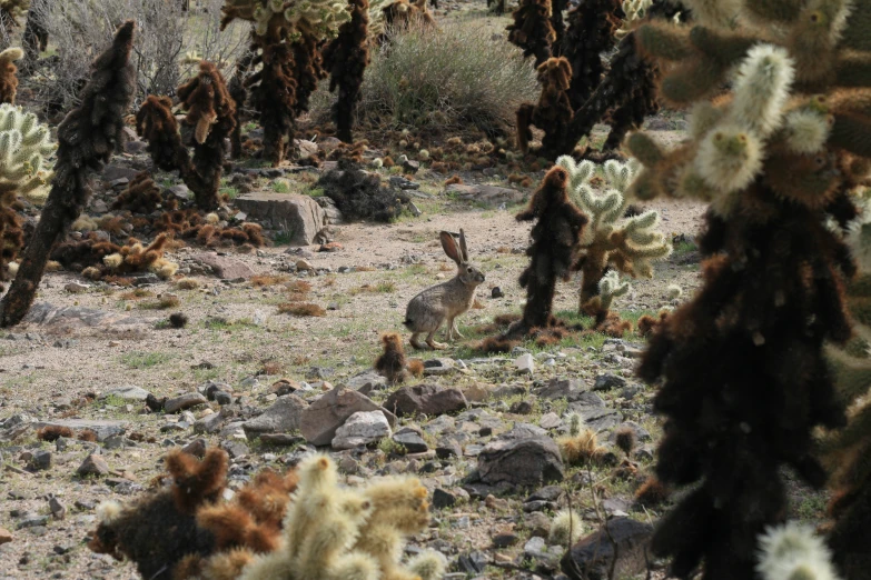 some animals are standing in the dirt near cactus plants