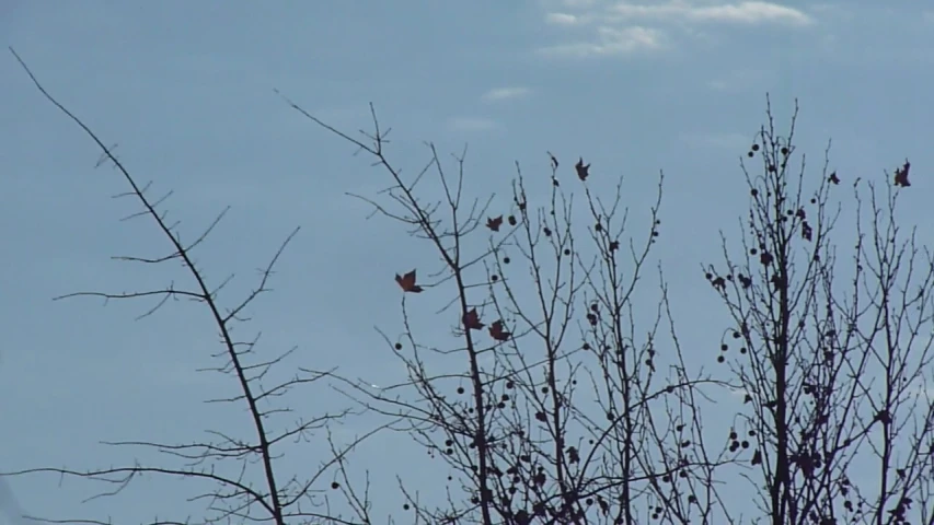 a tree nch and many erflies in the distance