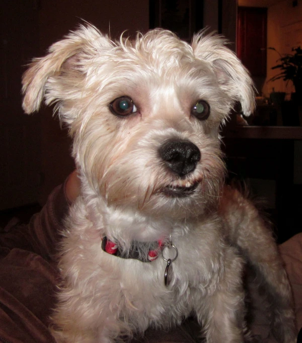 a small white dog is sitting on top of the bed