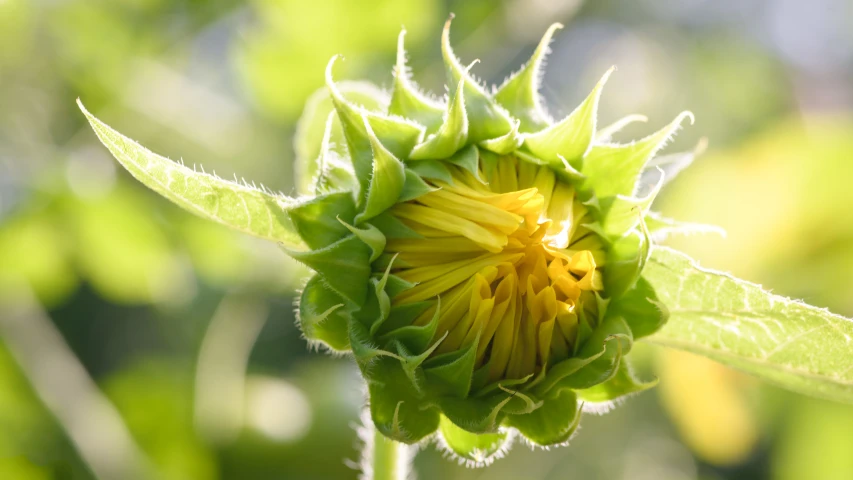 an open bud of a green and yellow flower
