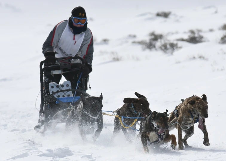 a man is pulling a dog sled with two dogs in the snow