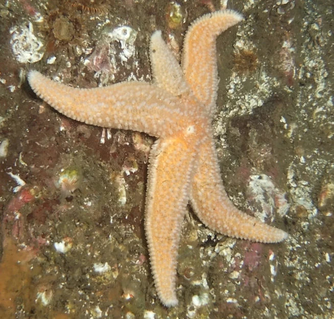 a starfish is laying on the floor of a sea floor