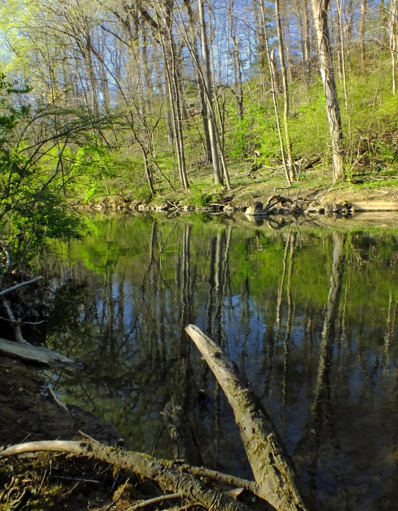 an empty river surrounded by trees on the side