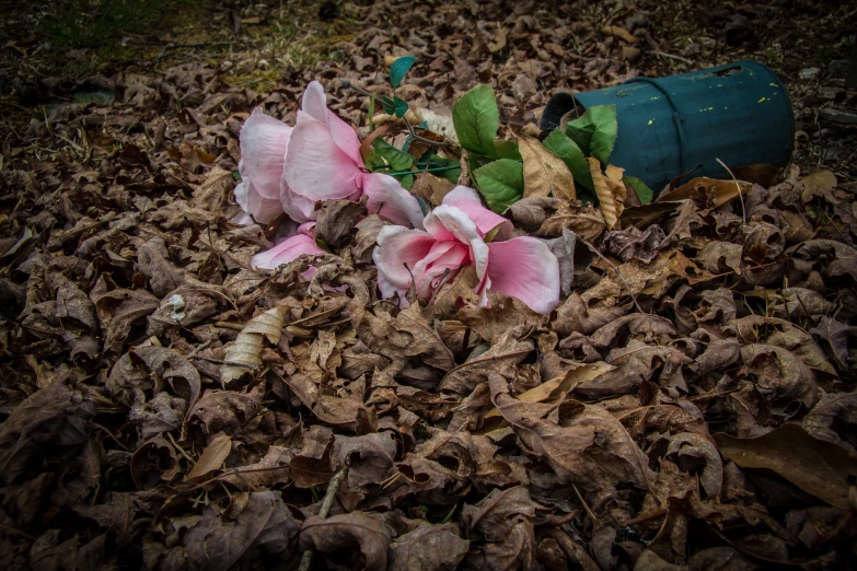 several pink flowers and a bottle on the ground