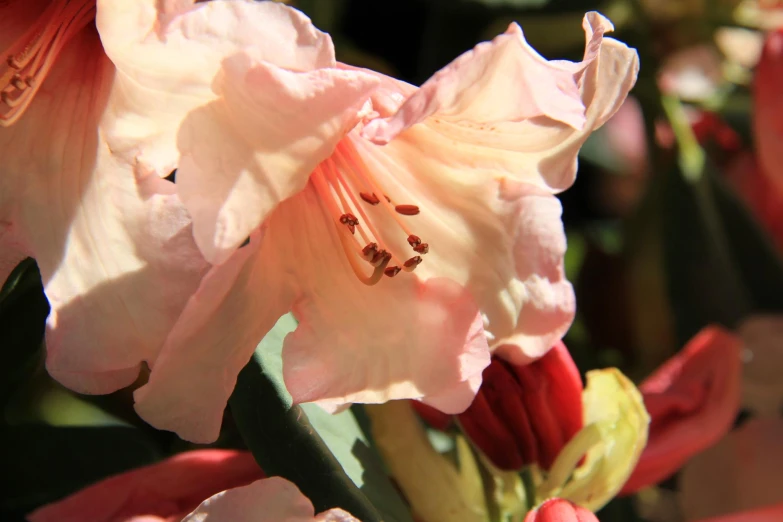 a closeup of some flowers of various colors