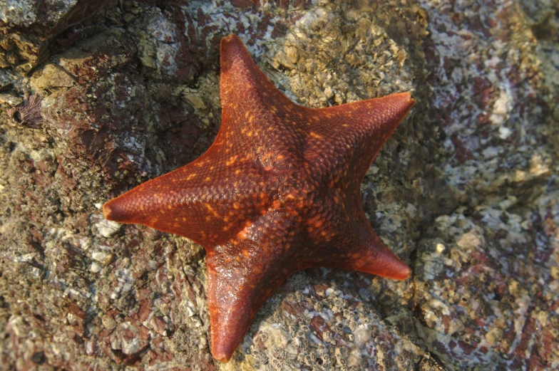 a large starfish laying on the rocks