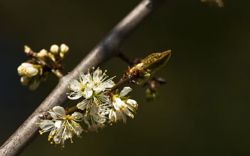 a nch with flowers next to the leaves