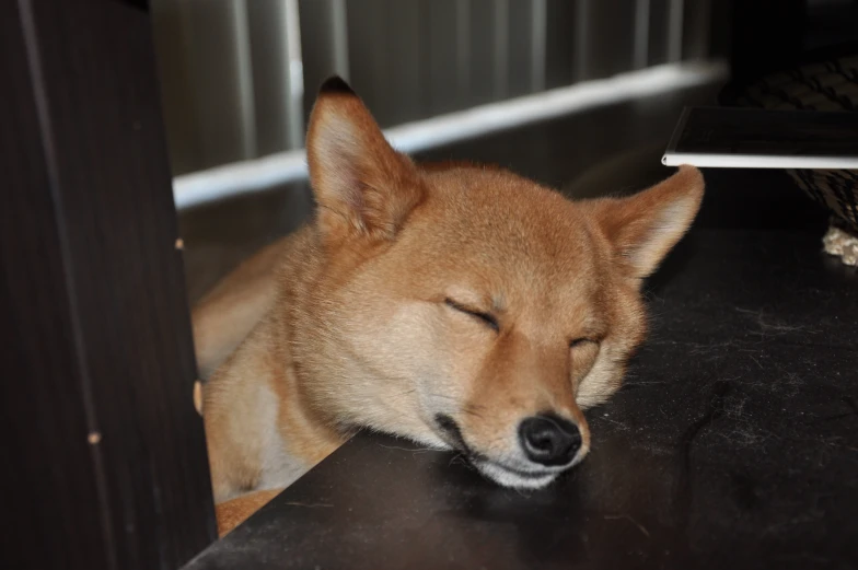 a dog is sleeping on the floor, its head on a table